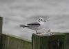 Kittiwake at Southend Pier (Steve Arlow) (36603 bytes)